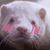 :iconaavara: