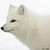 :iconab47203: