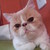 :iconabdelhc: