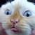 :iconabelman: