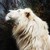 :iconabonnour: