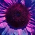 :iconaboriginalsol: