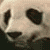 :iconabrakastabinyaz: