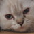 :iconabrararticocean: