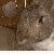 :iconabsolutlush: