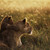 :iconabstractooner: