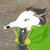 :iconabtrin: