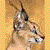 :iconAcaciacat: