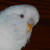 :iconacala92: