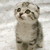 :iconaccio16565: