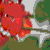 :iconacclizal: