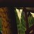 :iconacediadic88: