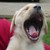 :iconaceinsleve: