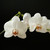 :iconacerawhitek33p: