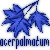 :iconacerpalmatum: