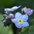 :iconacianthus: