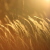 :iconacid-ic: