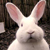 :iconacidbunni: