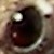 :iconacinad: