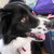 :iconacornleaf: