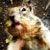 :iconacornstwo: