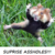 :iconacoustic-art: