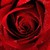 :iconacousticrose: