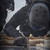 :iconactionunlimited: