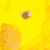:iconacuteyellowbird: