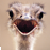 :iconadahplatha: