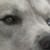 :iconadam1315: