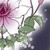 :iconadamantinecrystal: