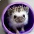 :iconadamferarry: