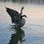 :iconadamk0310: