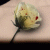 :iconadamsmendedangel18: