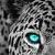 :iconadara011: