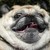 :iconaddemphasis: