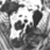 :iconaddgummybears: