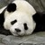 :iconaddictedpanda: