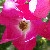 :iconadelicateflower:
