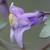 :iconadeliepenguinart: