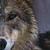:iconadelwolf: