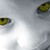:iconadeonir: