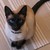 :iconadmiral-whiskers:
