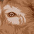 :iconadomaswillkill: