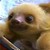 :iconadoptpetstore:
