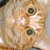 :iconadopts-for-the-world: