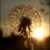 :iconadreameye: