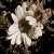 :iconadreamwithinadream08:
