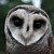 :iconadriana-nyxi: